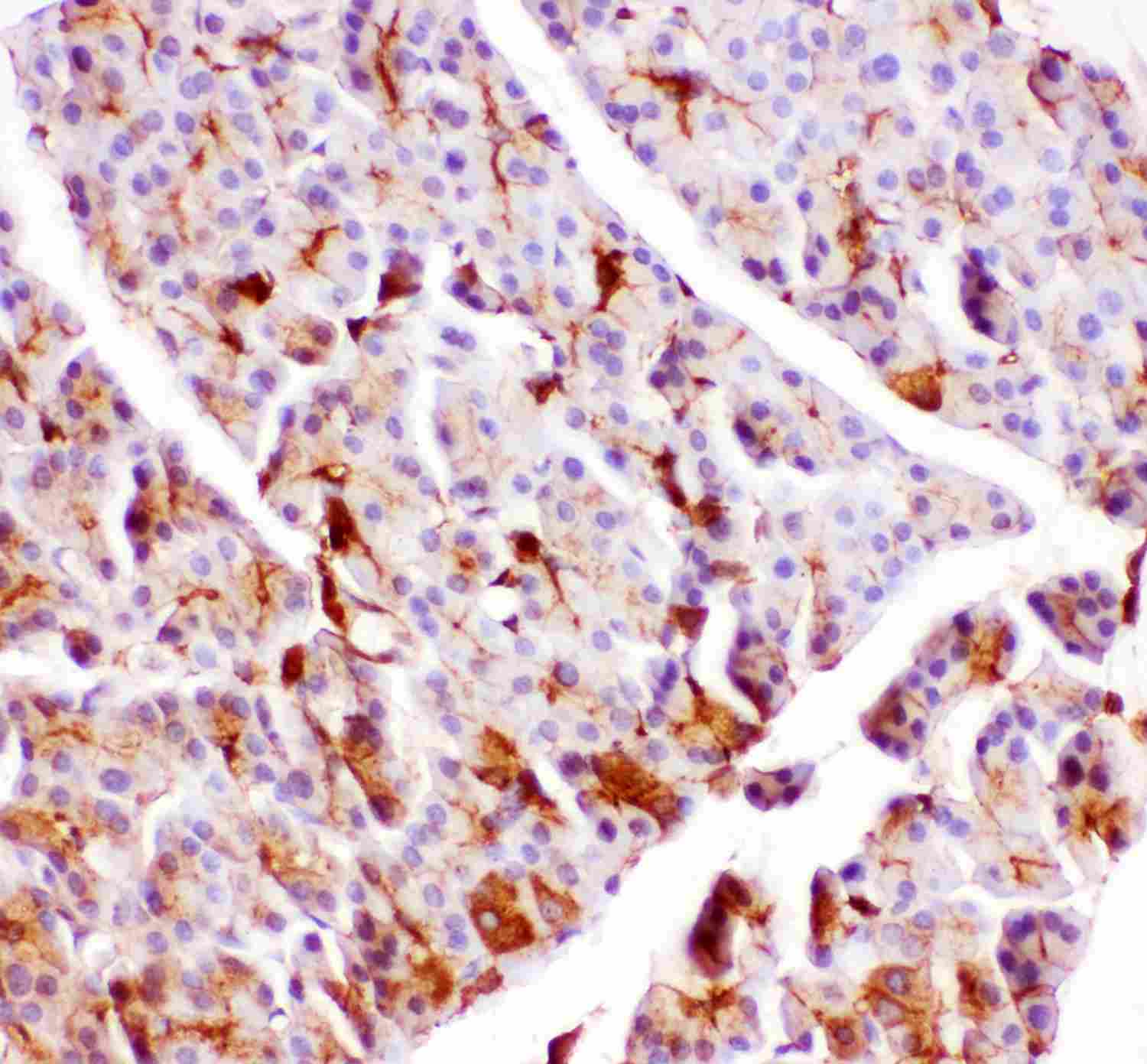 2 - Anti-GPX1 Picoband Antibody ABO11894
