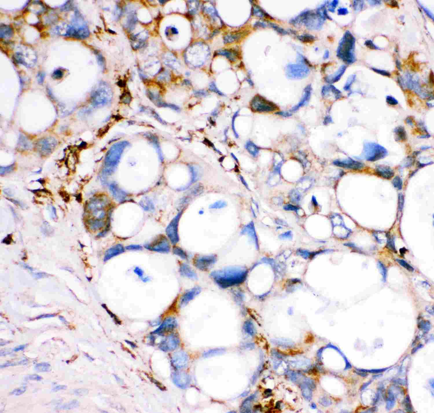 2 - Anti-GPX1 Picoband Antibody ABO11894