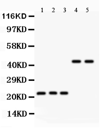 1 - Anti-GPX1 Picoband Antibody ABO11894