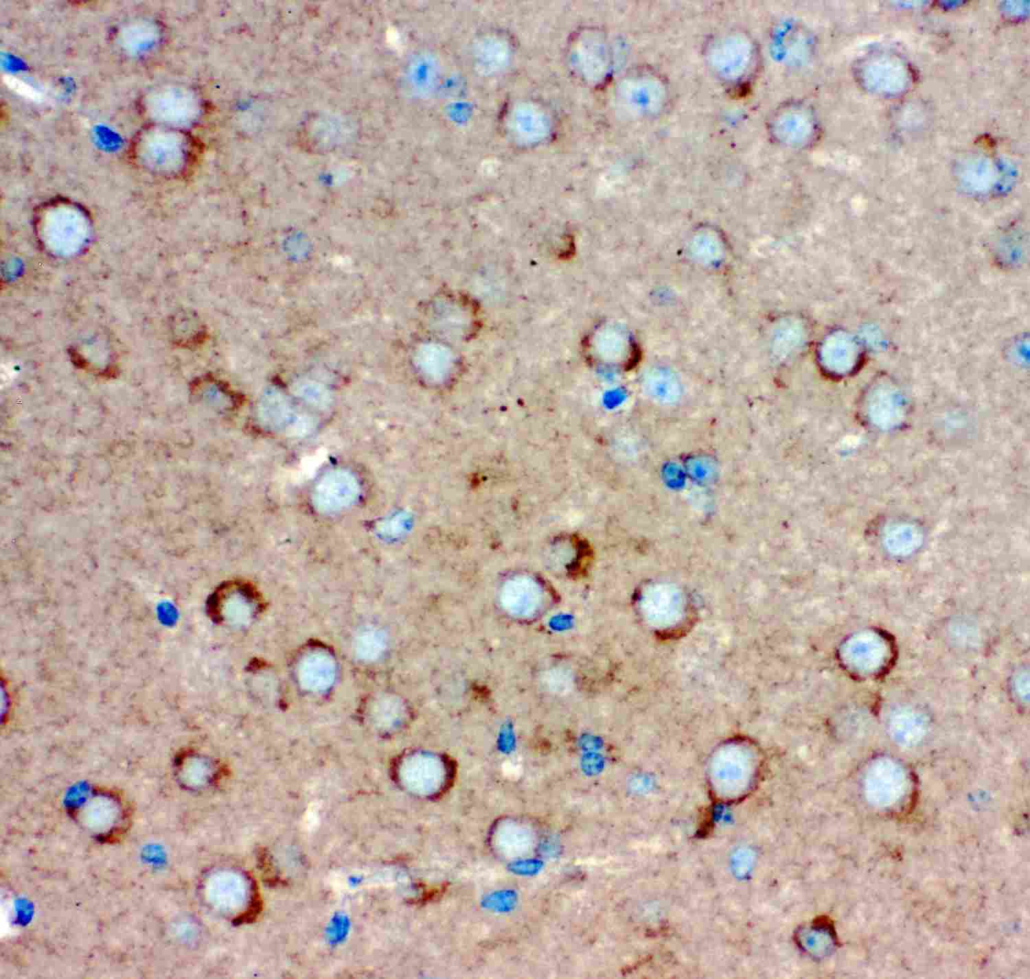 2 - Anti-GRIA1 Picoband Antibody ABO11895