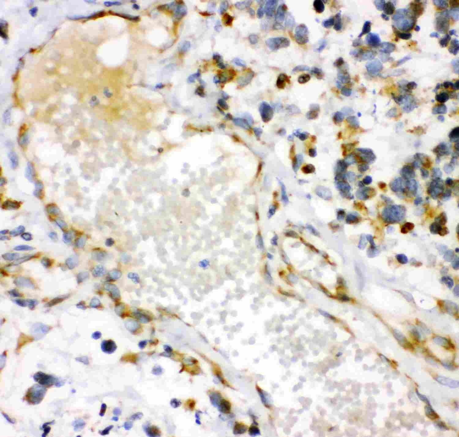 2 - Anti-HO-1/HMOX1 Antibody ABO11903