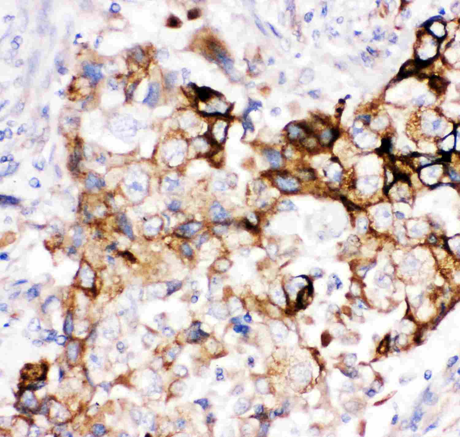 2 - Anti-HMOX2 Picoband Antibody ABO11904
