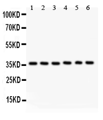 1 - Anti-HMOX2 Picoband Antibody ABO11904