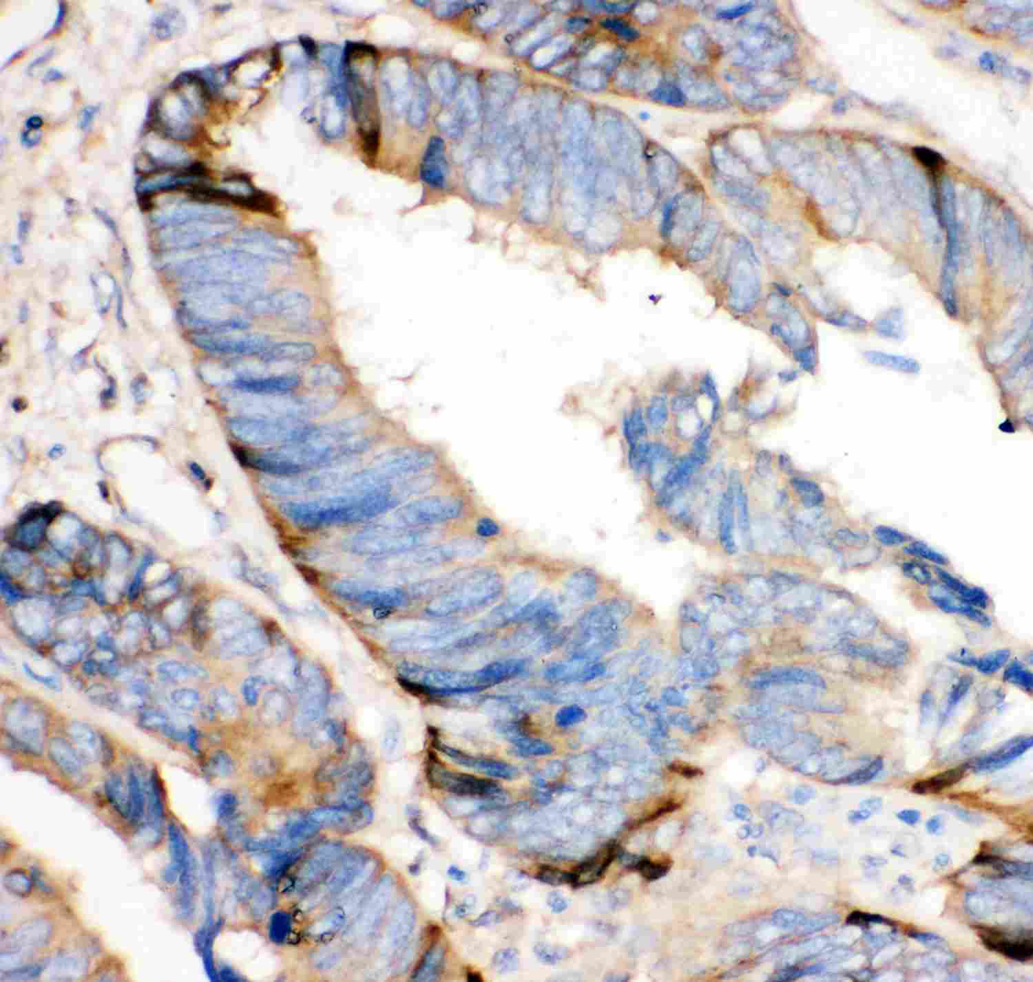 2 - Anti-HRG Picoband Antibody ABO11911