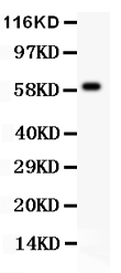 1 - Anti-HRG Picoband Antibody ABO11911