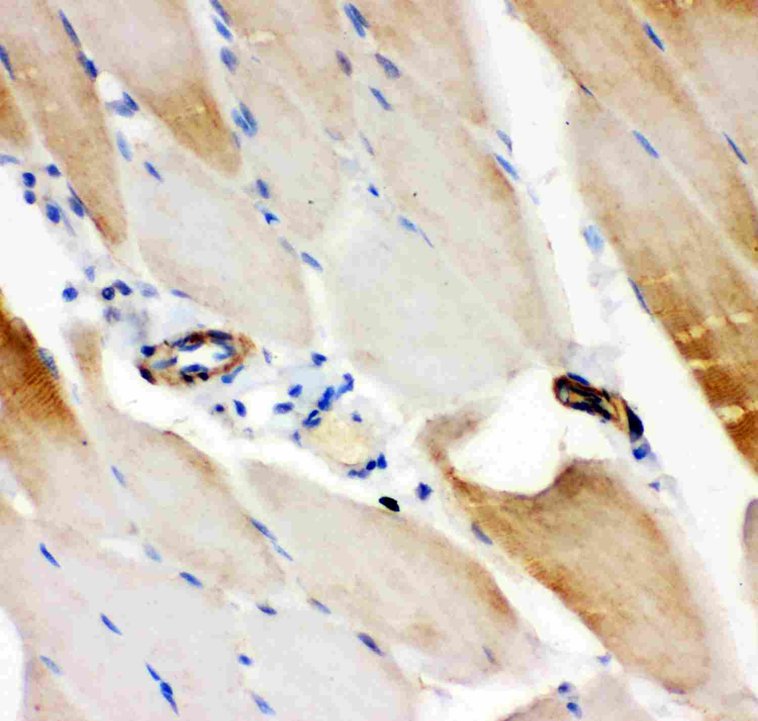 2 - Anti-IRS1 Picoband Antibody ABO11914