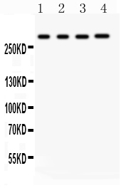 1 - Anti-IP3 Receptor Picoband Antibody ABO11916
