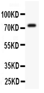 1 - Anti-Kv4.3 Picoband Antibody ABO11920