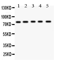 1 - Anti-MCAK Picoband Antibody ABO11921