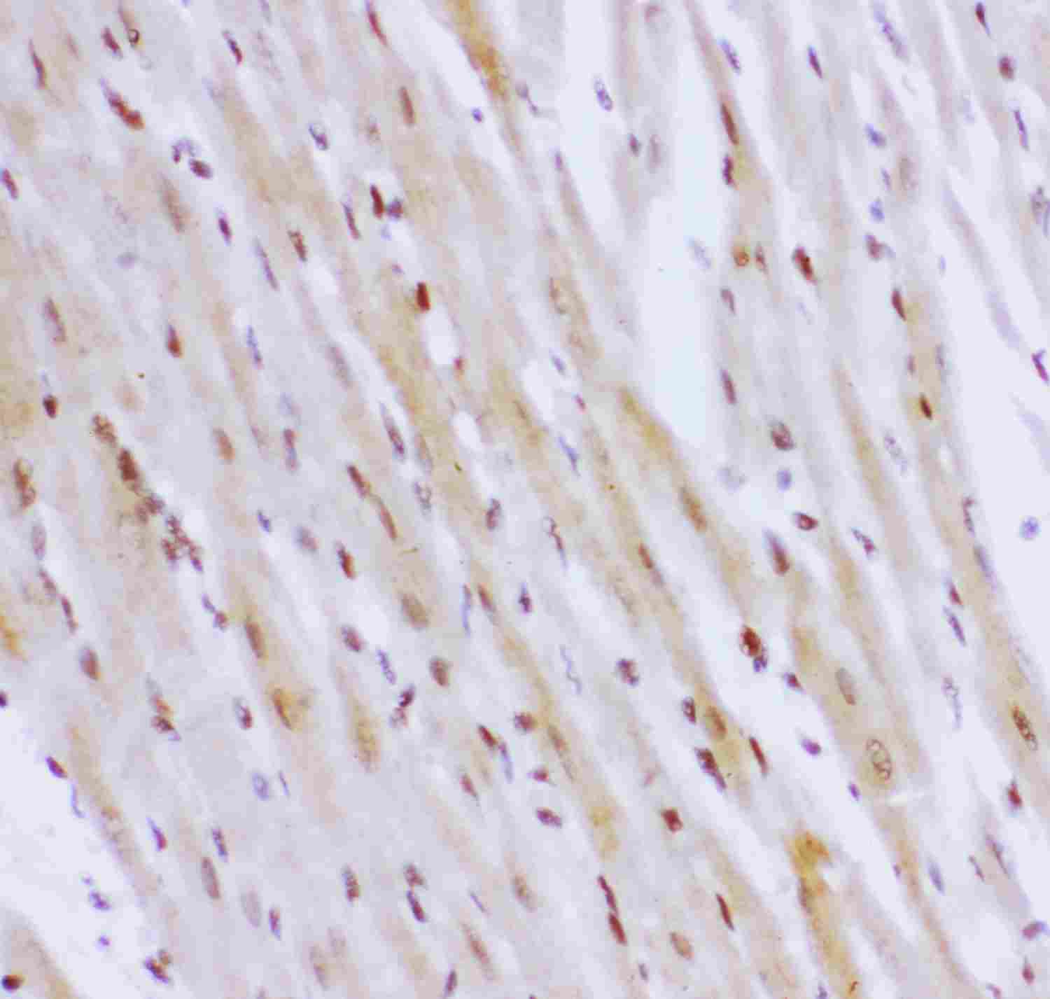2 - Anti-NR3C1 Picoband Antibody ABO11923