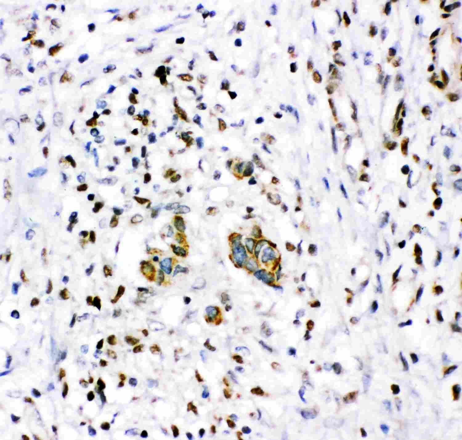 2 - Anti-NR3C1 Picoband Antibody ABO11923