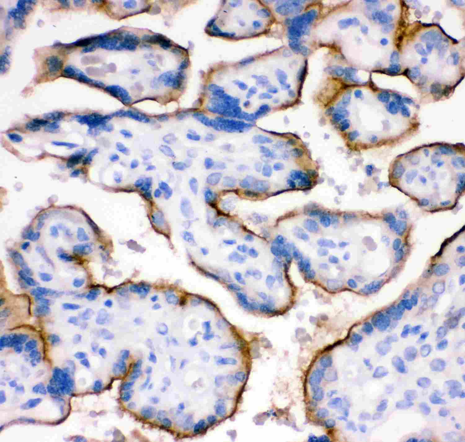 2 - Anti-TFRC Picoband Antibody ABO11924