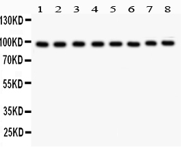 1 - Anti-TFRC Picoband Antibody ABO11924