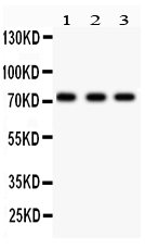 1 - Anti-p73 Picoband Antibody ABO11926