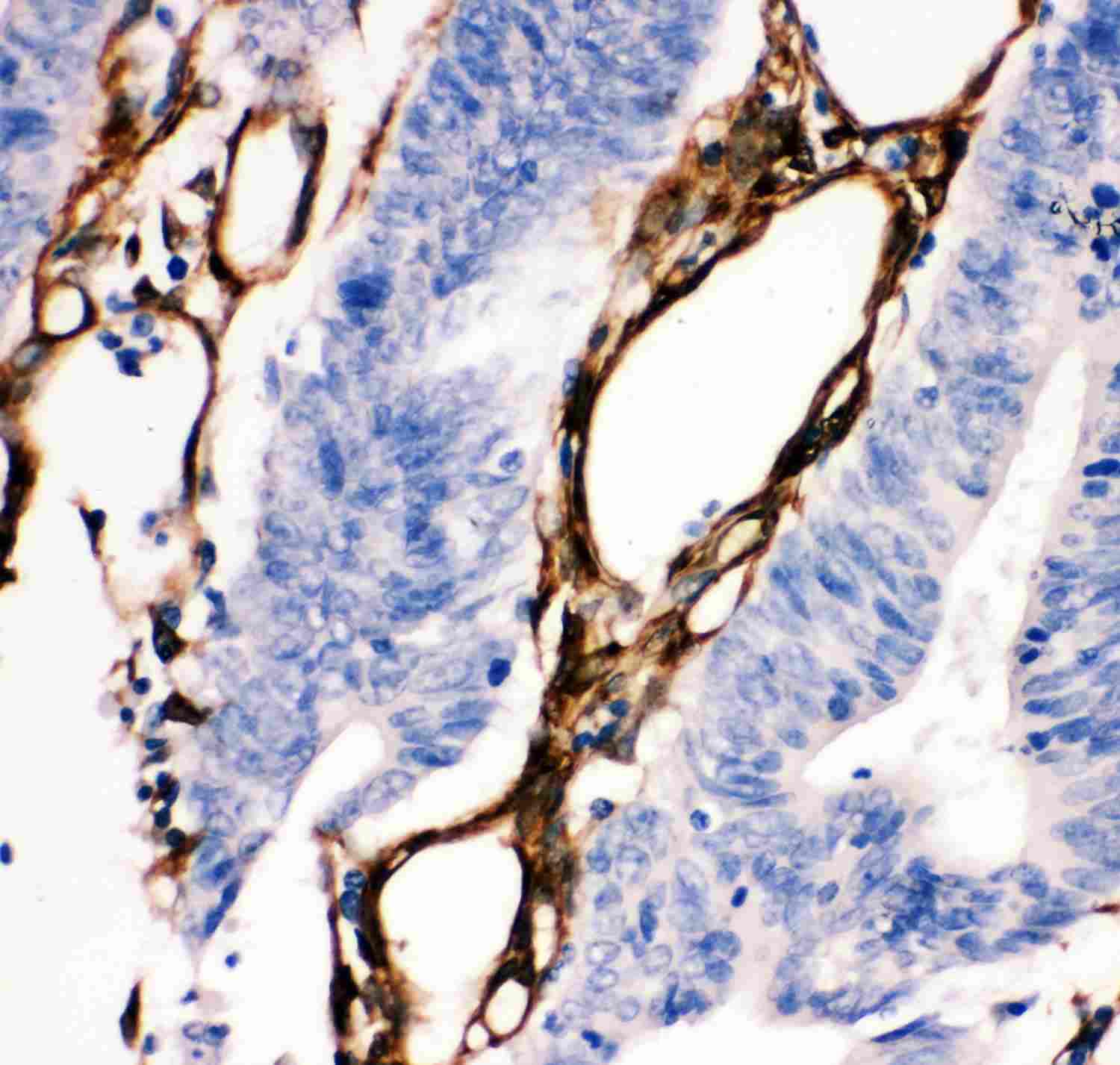 2 - Anti-Hsp27 Picoband Antibody ABO11928