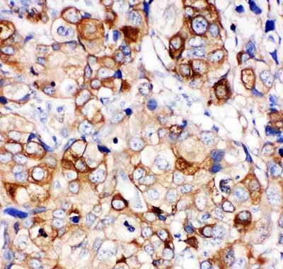 2 - Anti-Hsp27 Picoband Antibody ABO11928