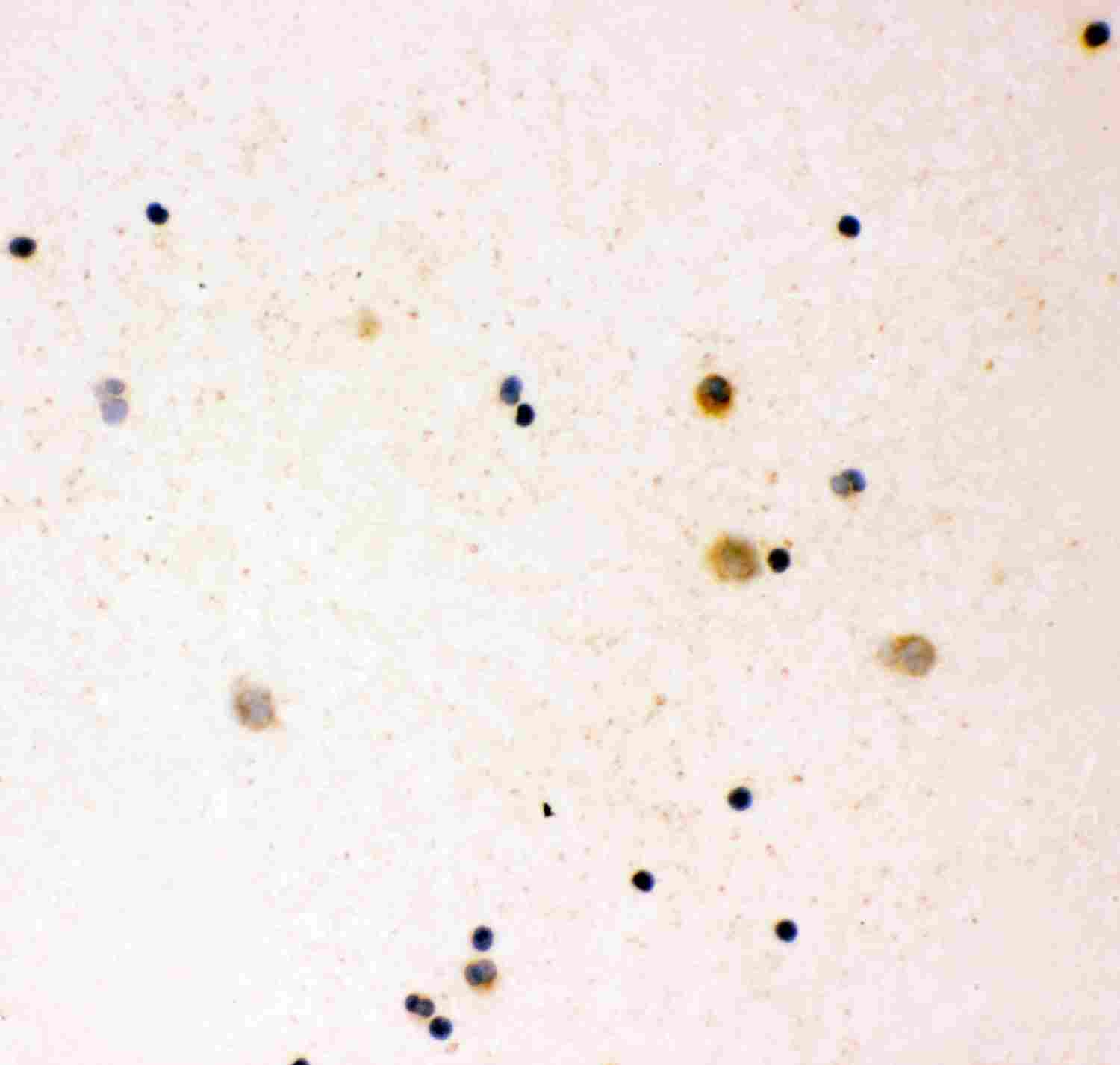 8 - Anti-IL-16 Antibody ABO11929