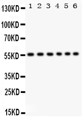 1 - Anti-CD8 Alpha Picoband Antibody ABO11940