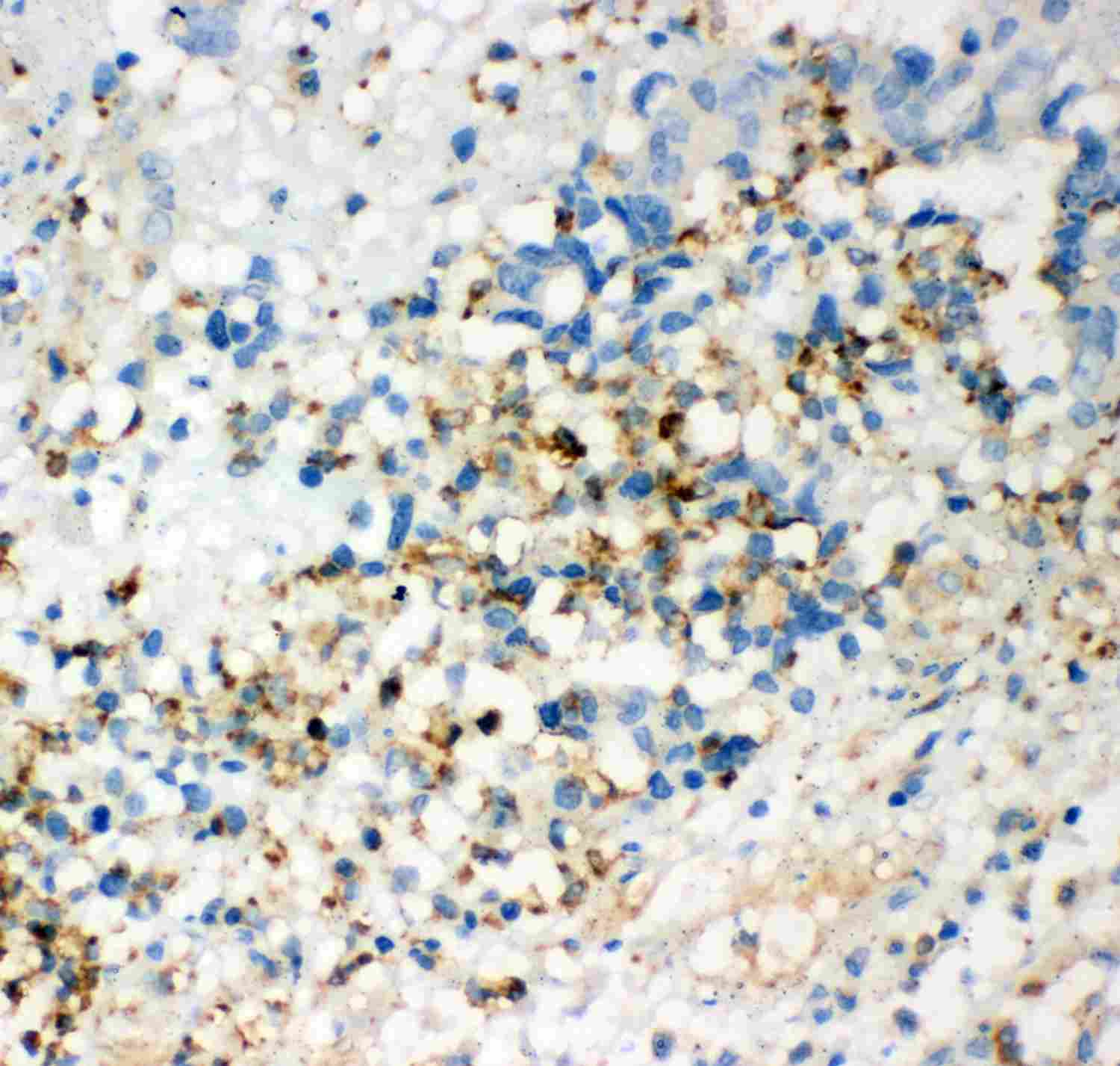 2 - Anti-CD63 Picoband Antibody ABO11941