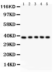 1 - Anti-FAS Antibody ABO11943