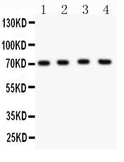 1 - Anti-KCND1 Picoband Antibody ABO11947