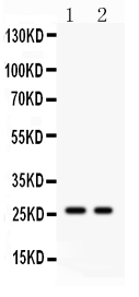 1 - Anti-Kallikrein 4 Picoband Antibody ABO11951