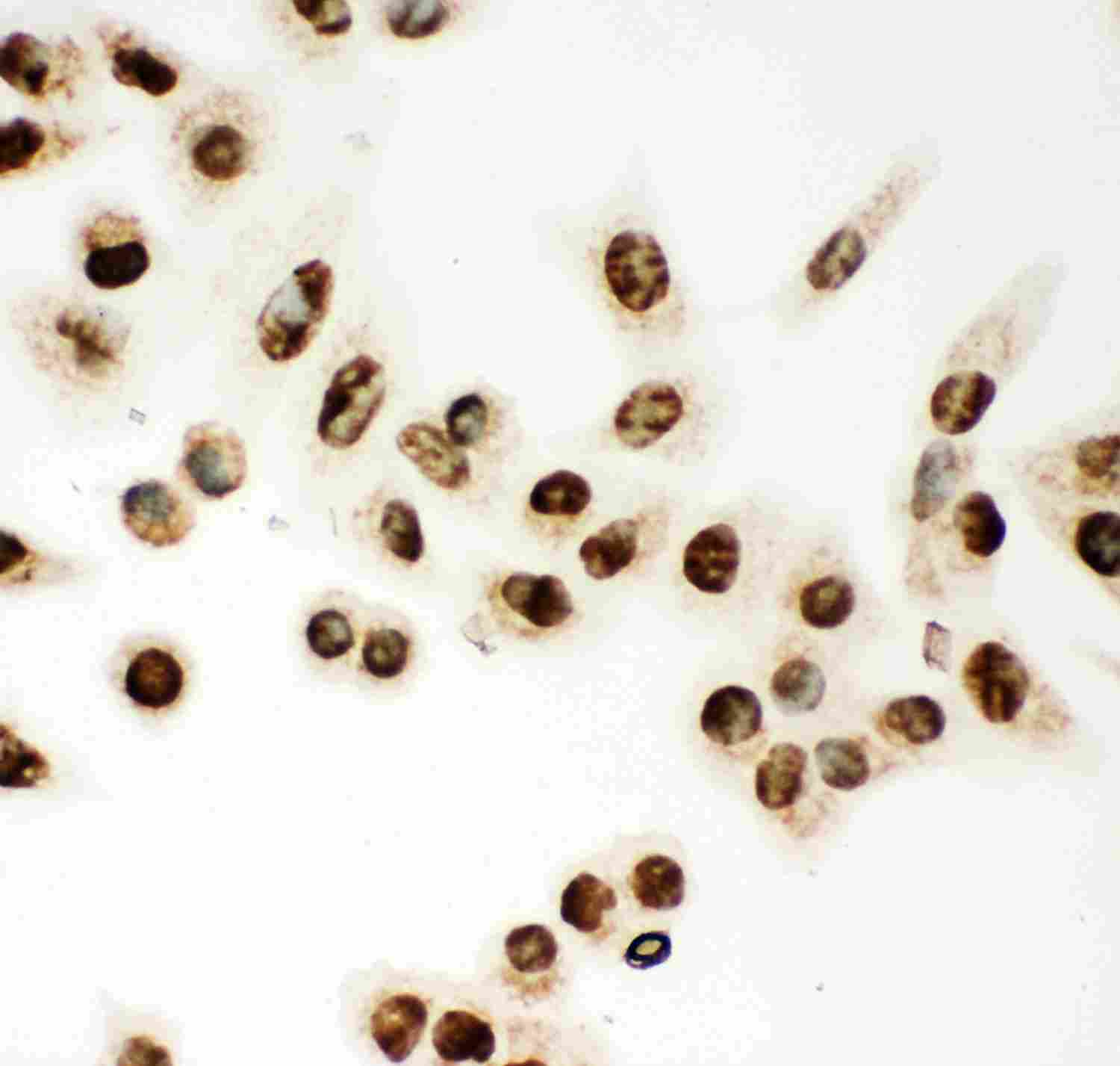 8 - Anti-MCM7 Picoband Antibody ABO11952