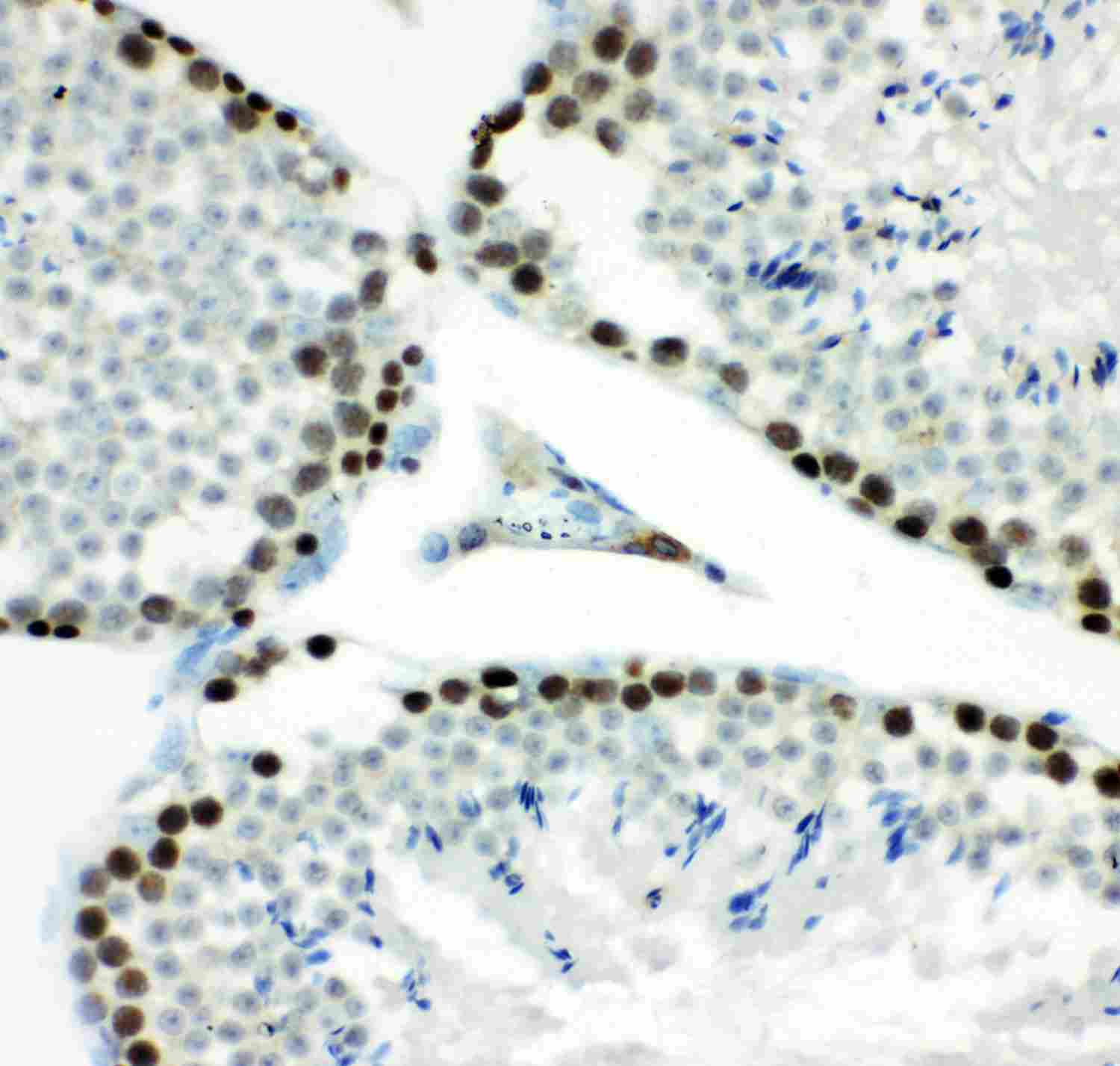 2 - Anti-MCM7 Picoband Antibody ABO11952