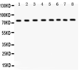 1 - Anti-MCM7 Picoband Antibody ABO11952