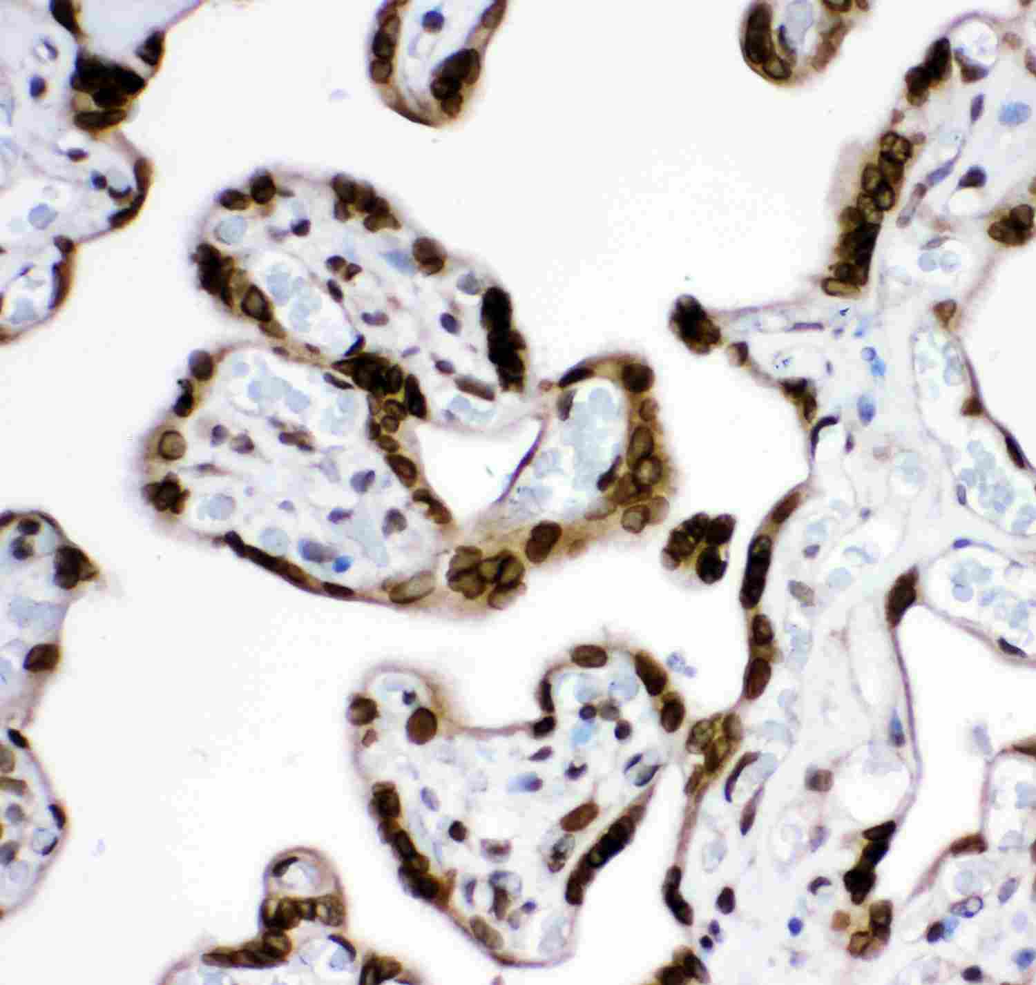 2 - Anti-MAD1 Picoband Antibody ABO11953