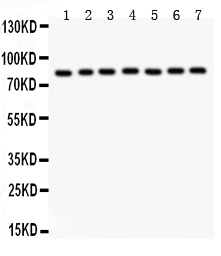 1 - Anti-MAD1 Picoband Antibody ABO11953