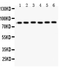 1 - Anti-Mitofusin 1 Picoband Antibody ABO11955