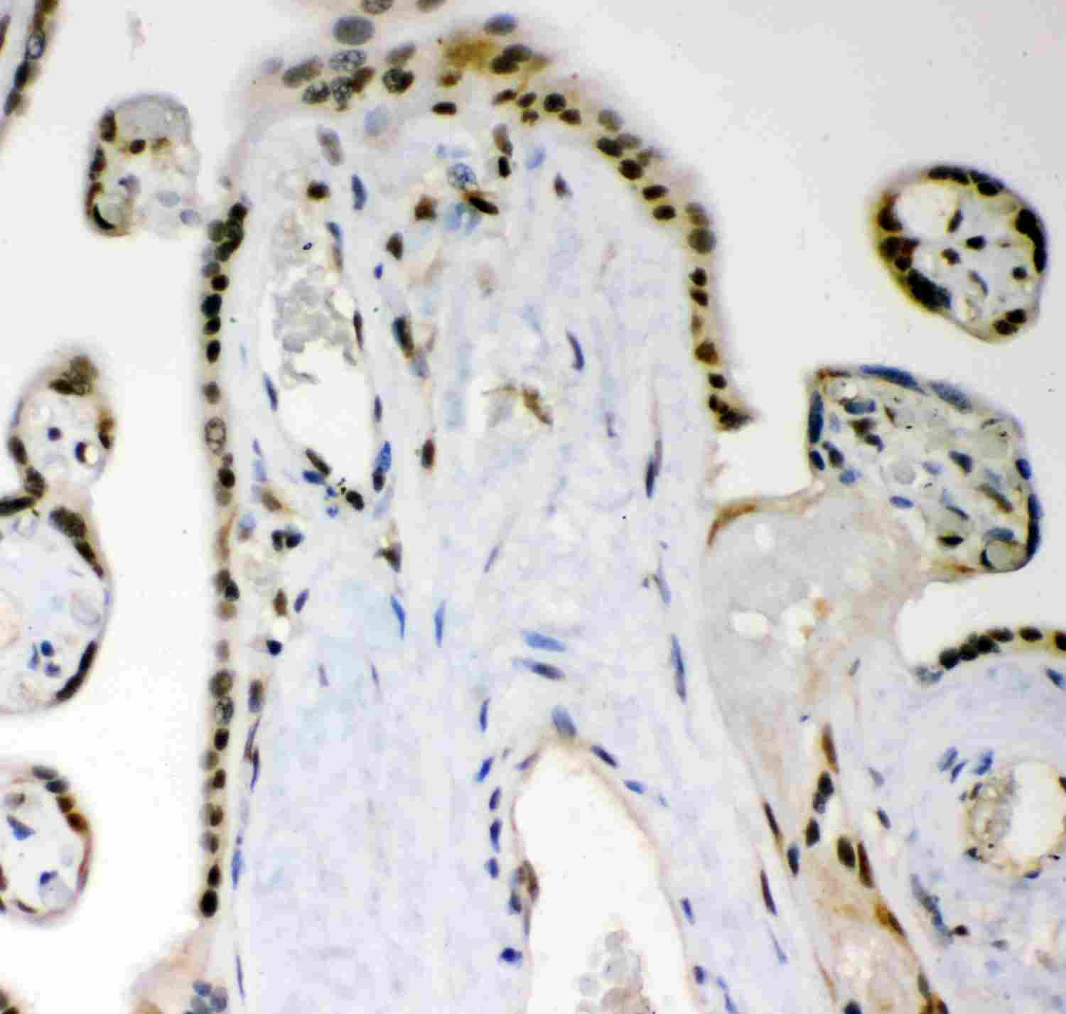 2 - Anti-MGMT Picoband Antibody ABO11957