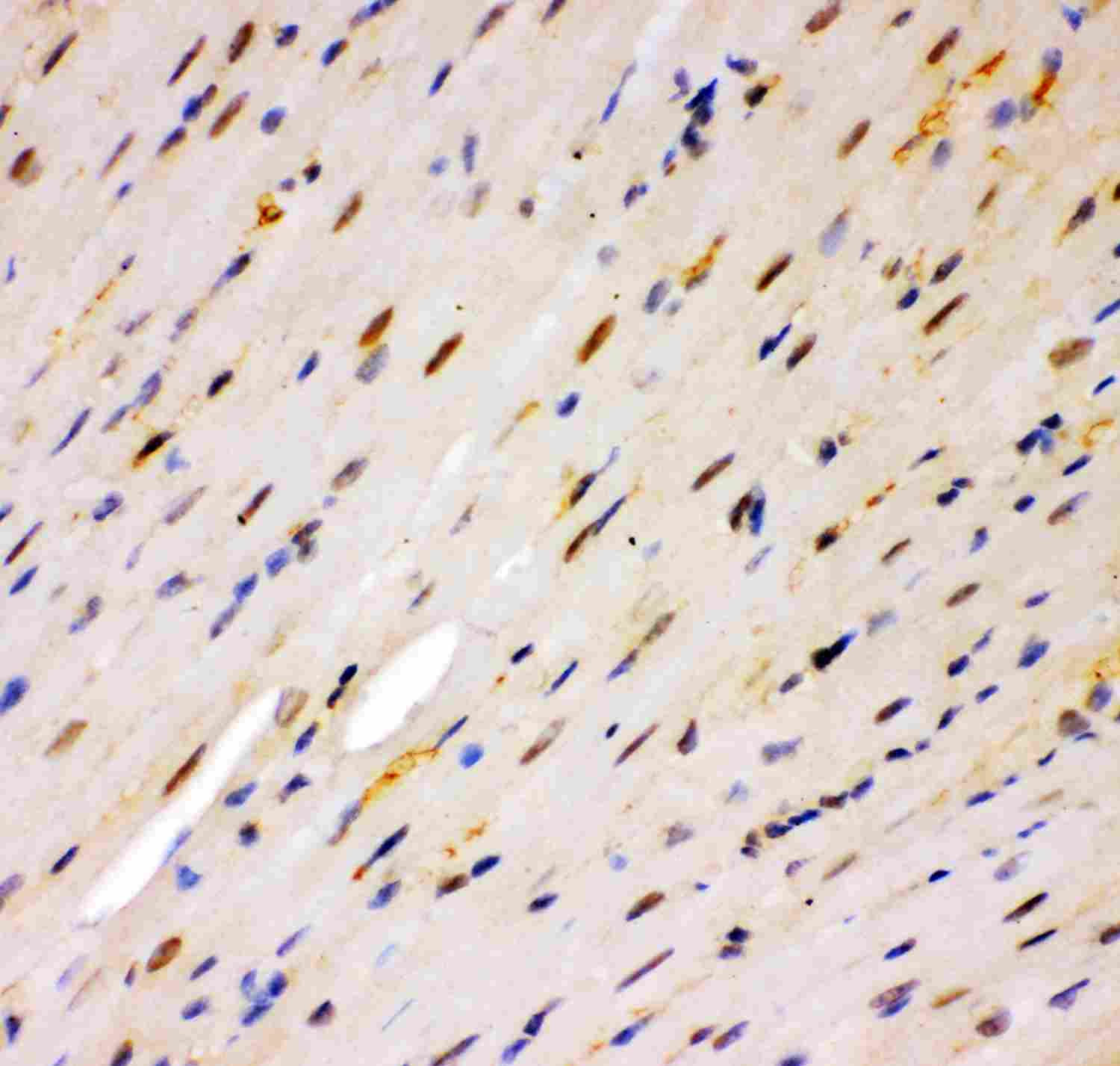 2 - Anti-MSK1 Picoband Antibody ABO11959