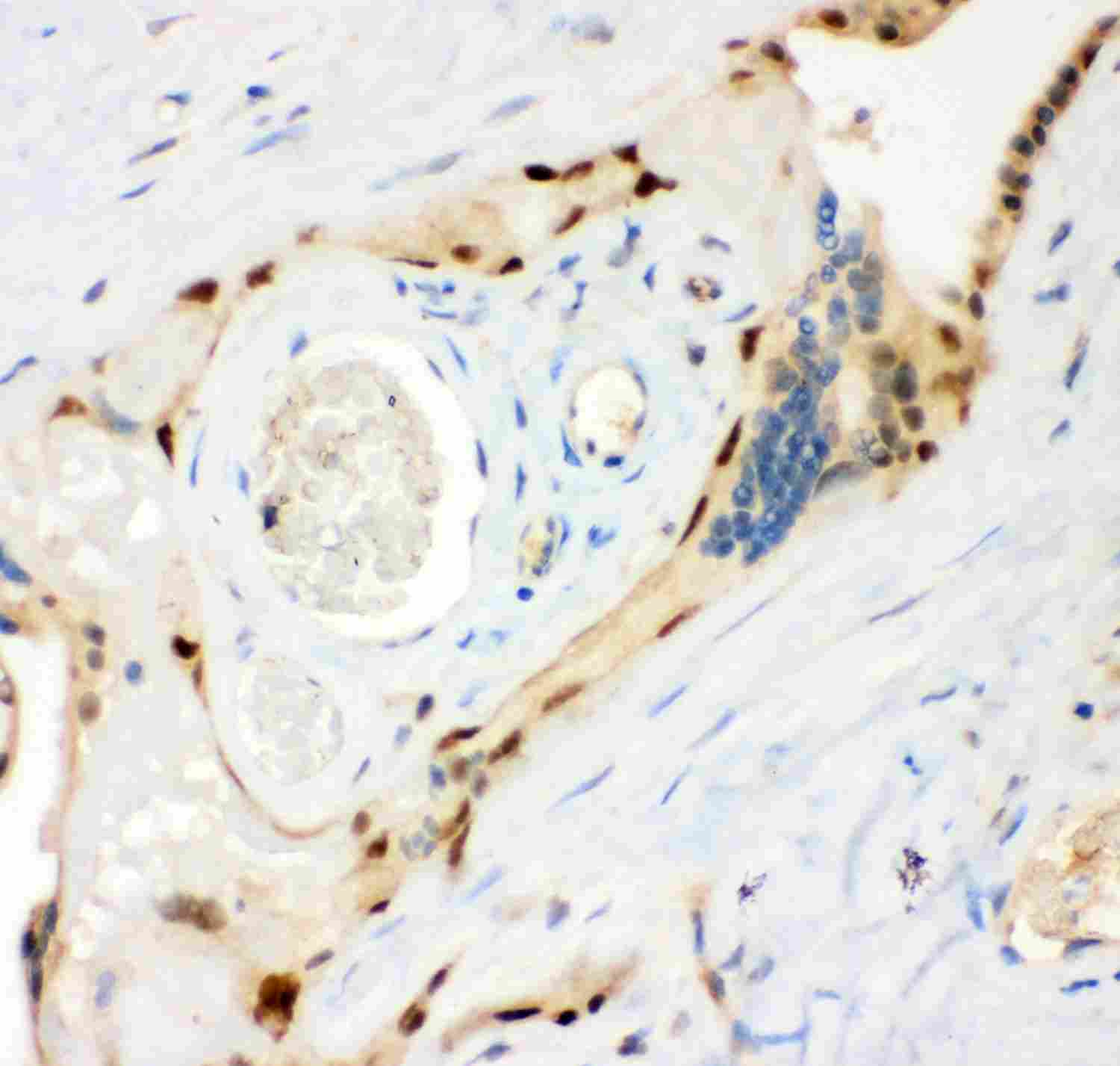 2 - Anti-MSK1 Picoband Antibody ABO11959
