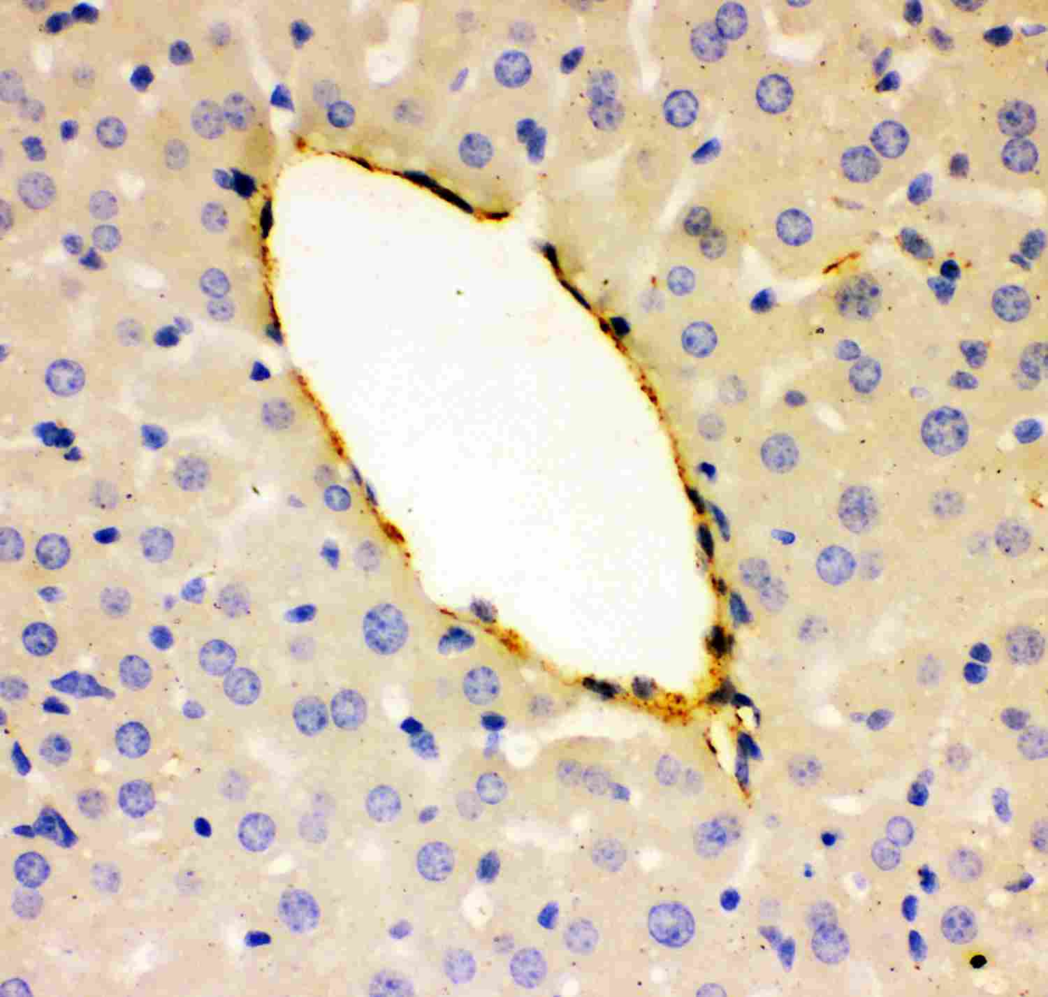 2 - Anti-VWF Picoband Antibody ABO11964