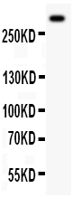 1 - Anti-VWF Picoband Antibody ABO11964