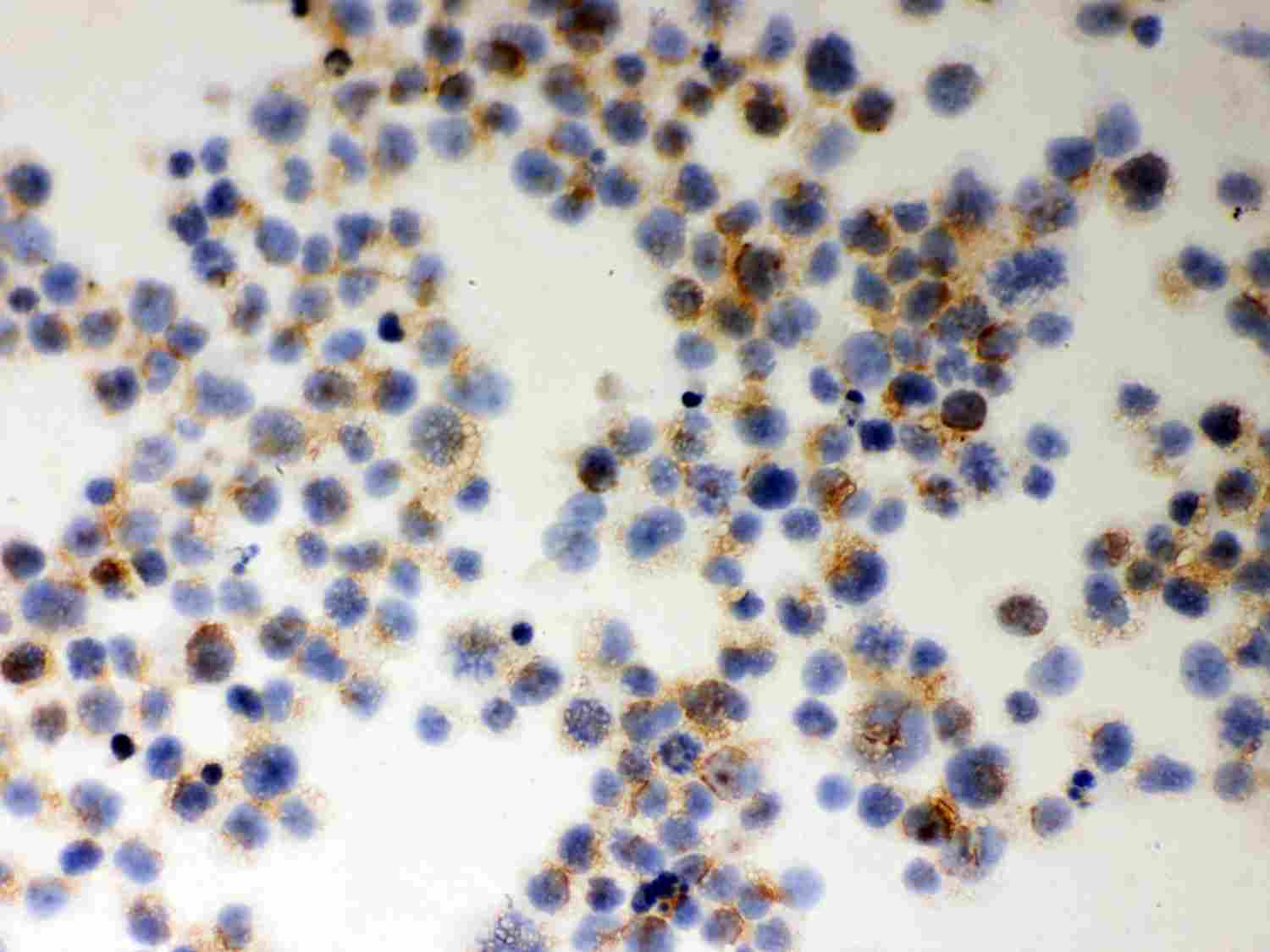 8 - Anti-MIF Picoband Antibody ABO11965