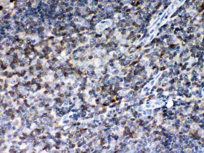 2 - Anti-MIF Picoband Antibody ABO11965
