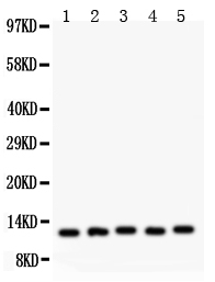 1 - Anti-MIF Picoband Antibody ABO11965
