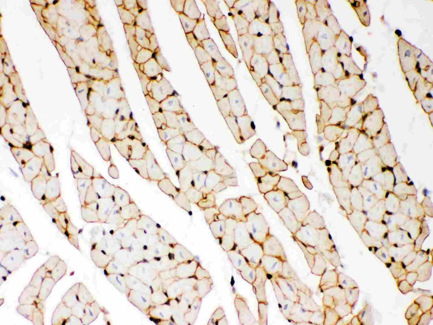 2 - Anti-Dystrophin Picoband Antibody ABO11967