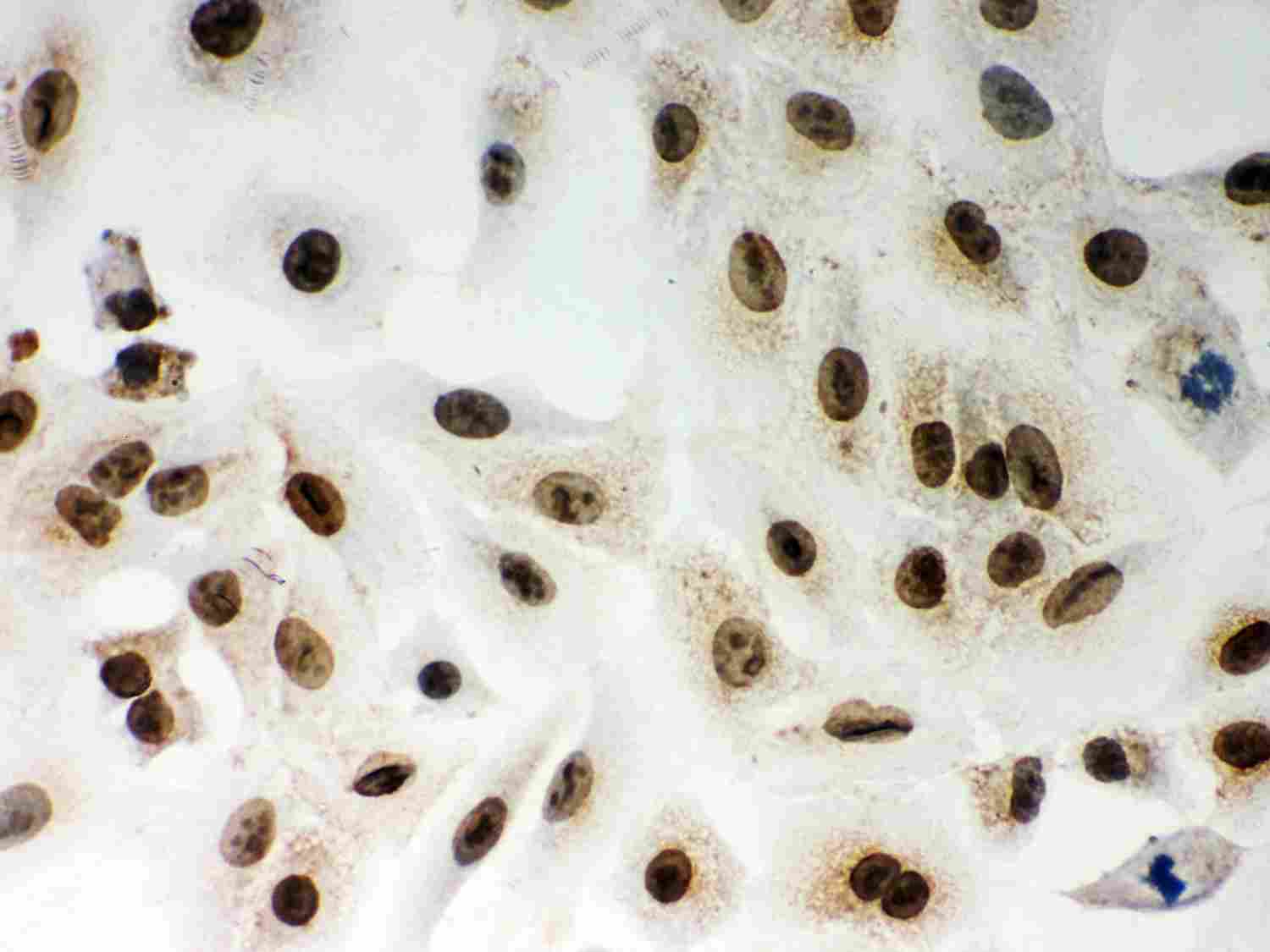 8 - Anti-Lamin A/C Picoband Antibody ABO11971