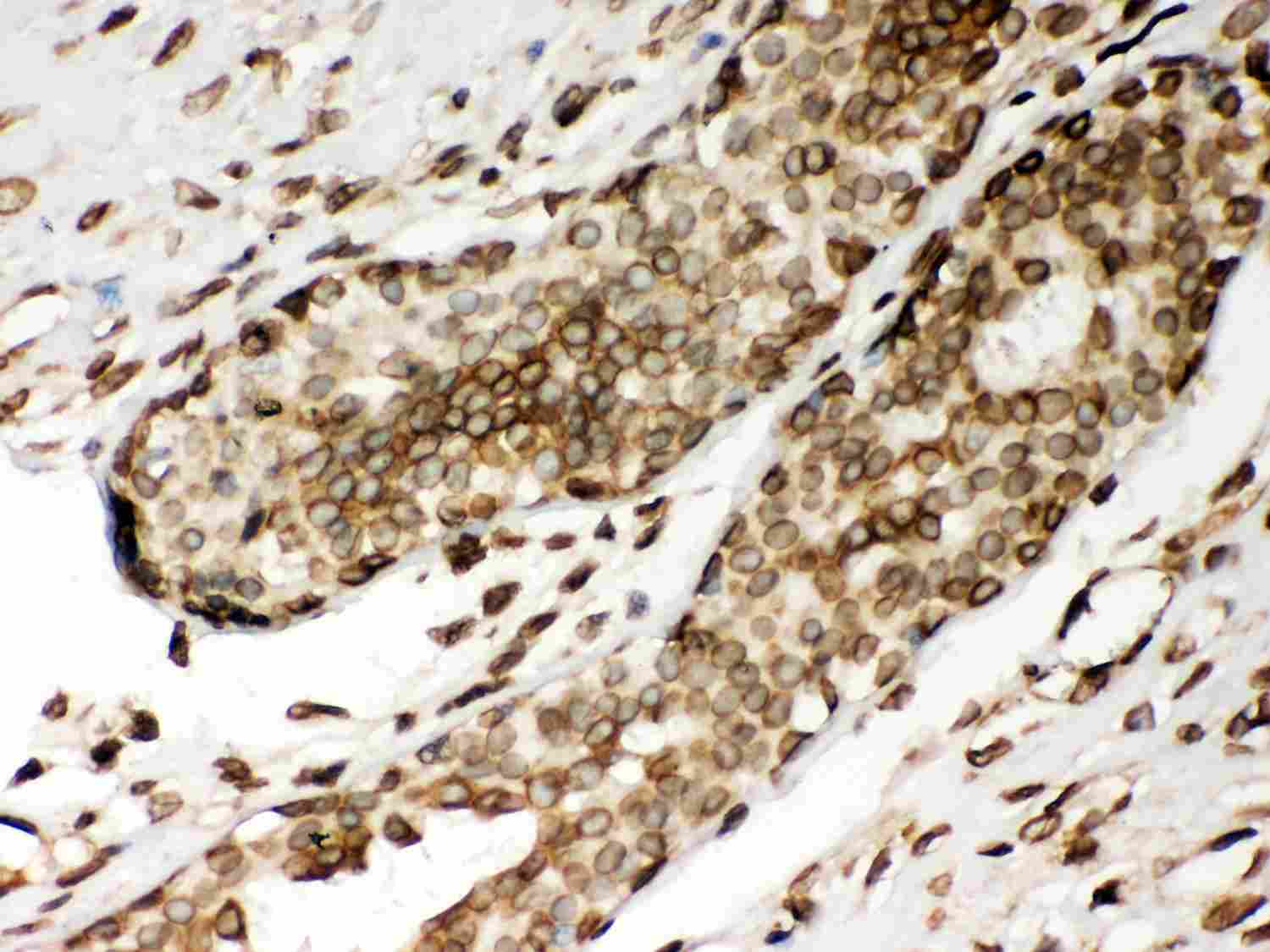 2 - Anti-Lamin A/C Picoband Antibody ABO11971