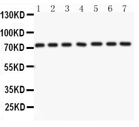 1 - Anti-Lamin A/C Picoband Antibody ABO11971