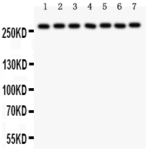 1 - Anti-LRRK2 Picoband Antibody ABO11972