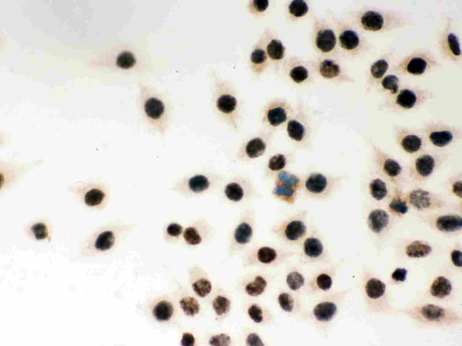 8 - Anti-MSH2 Picoband Antibody ABO11975