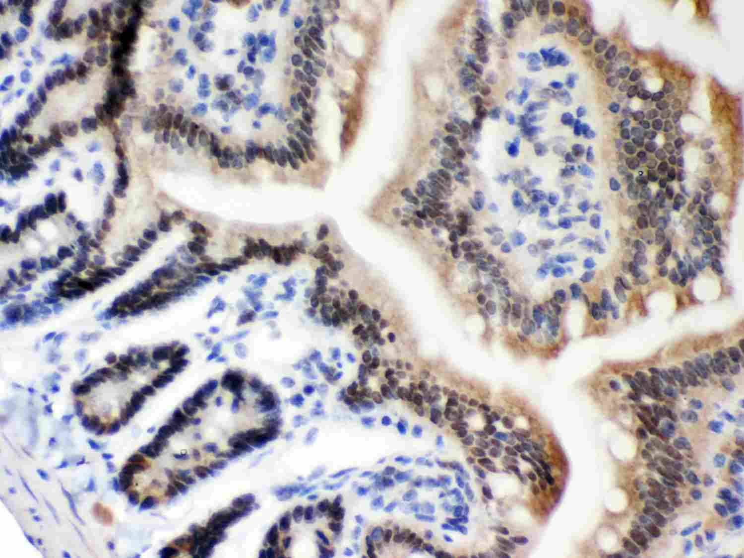 2 - Anti-MSH2 Picoband Antibody ABO11975
