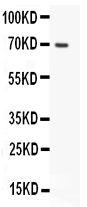 1 - Anti-Mucin 5AC Picoband Antibody ABO11977