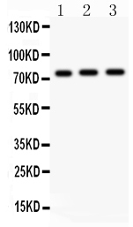 1 - Anti-c-Myb Picoband Antibody ABO11979