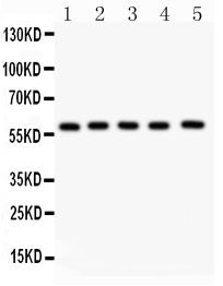 1 - Anti-NR5A2/LRH1 Picoband Antibody ABO11989